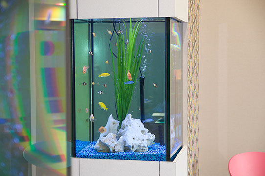 photo of our fish tank